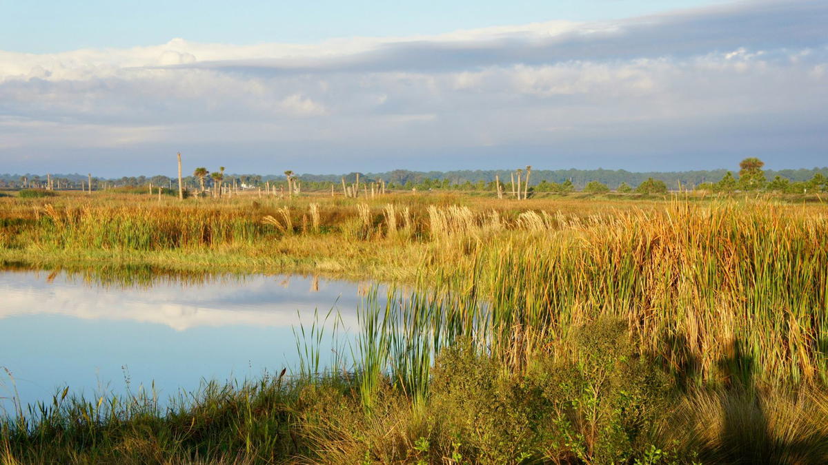 Florida freshwater marsh with tall grasses, calm reflective water, and open wetland landscape under a cloudy sky