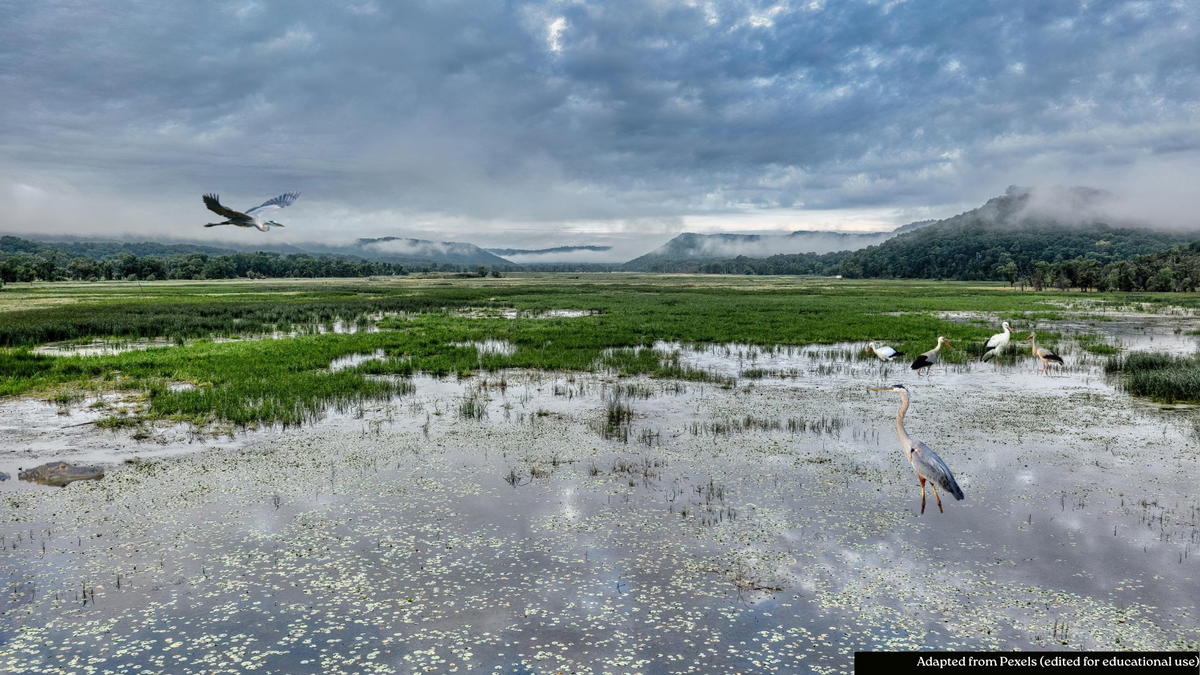 Florida wetland ecosystem with wading birds and alligator in shallow marsh