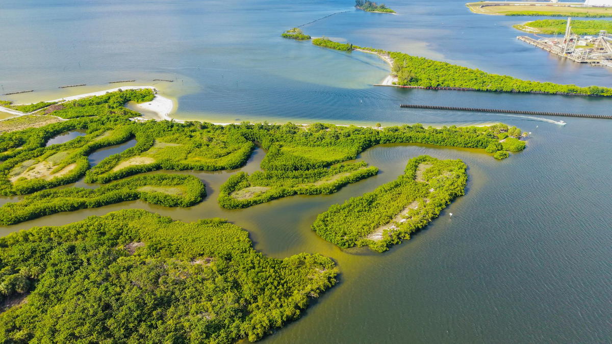 Aerial view of mangrove islands and winding tidal channels in a Florida coastal estuary