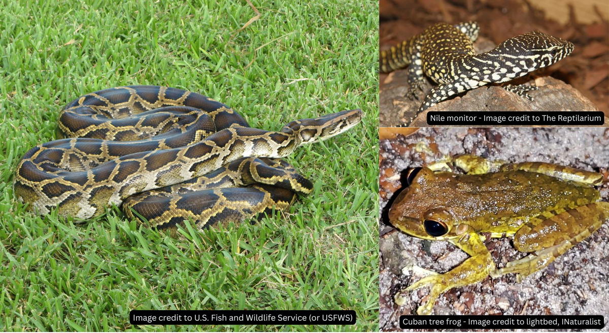 Invasive species in Florida including Burmese python, Nile monitor, and Cuban treefrog impacting native ecosystems
