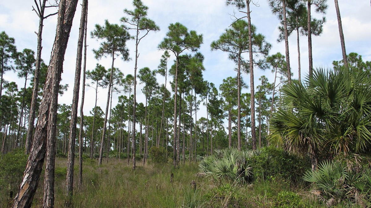 Florida pine flatwoods habitat with tall pine trees, palmettos, and grassy understory