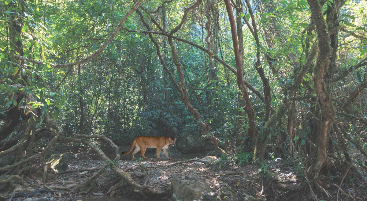 Florida panther walking through a dense tropical forest with tangled roots and green vegetation in a shaded wilderness habitat.