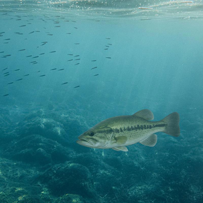 A Largemouth Bass (Micropterus salmoides) swimming in clear freshwater above a rocky bottom, with a school of small baitfish in the background. Florida's state freshwater fish, identified by its distinctive dark lateral stripe and oversized mouth..