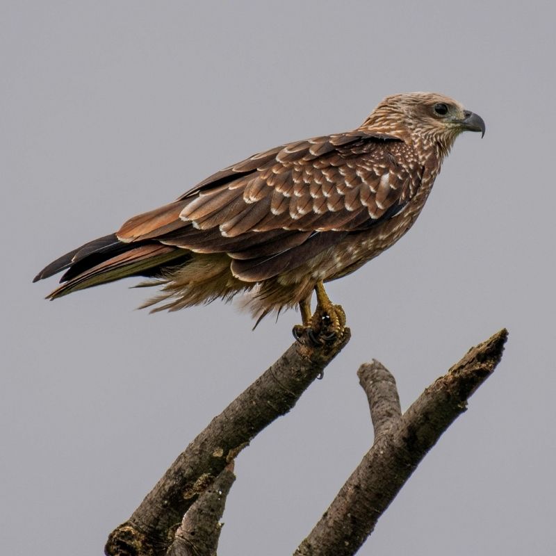 Juvenile Snail Kite (Rostrhamus sociabilis) perched on a bare tree branch showing its hooked bill and brown plumage