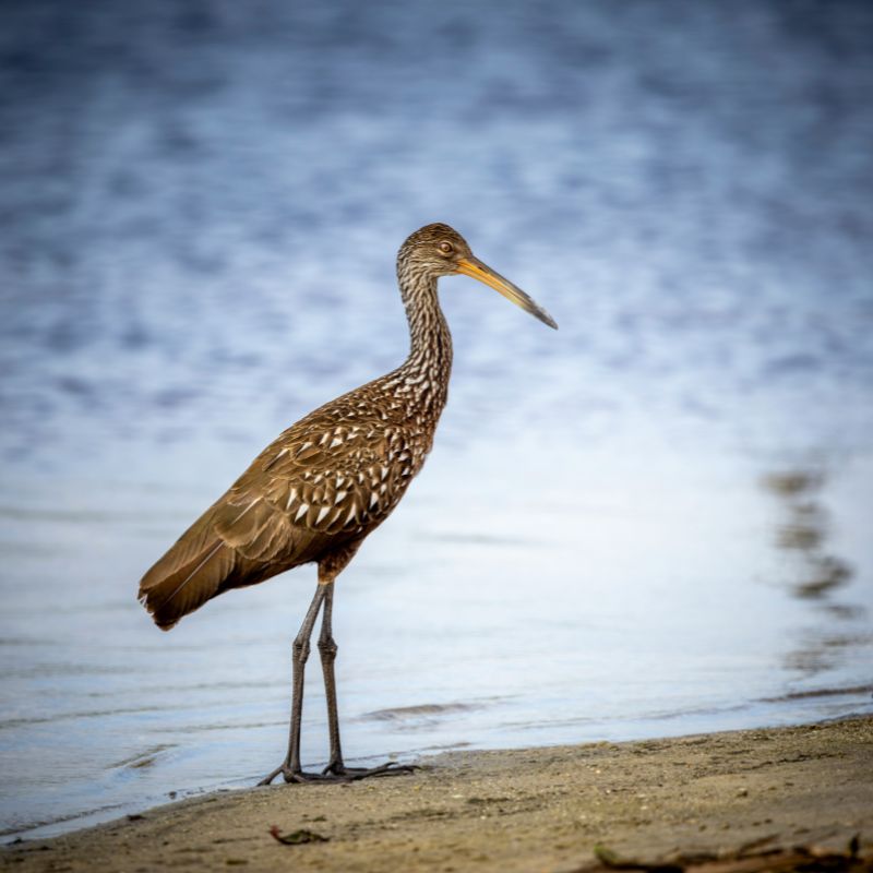 Limpkin standing on a sandy shoreline beside calm water.