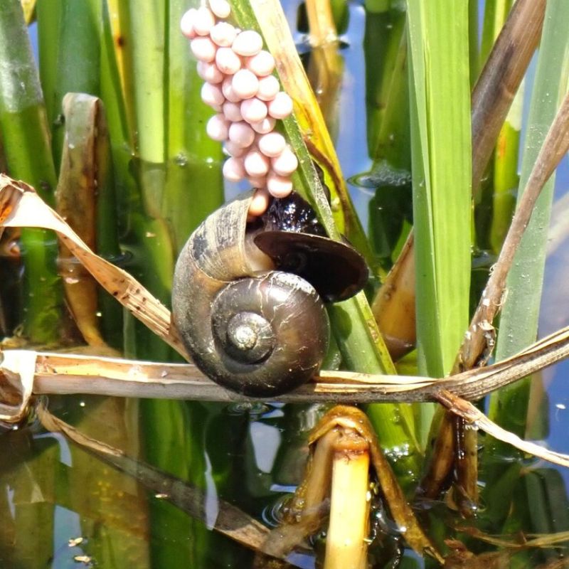 Florida Apple snail attached to wetland vegetation beneath a cluster of pink eggs