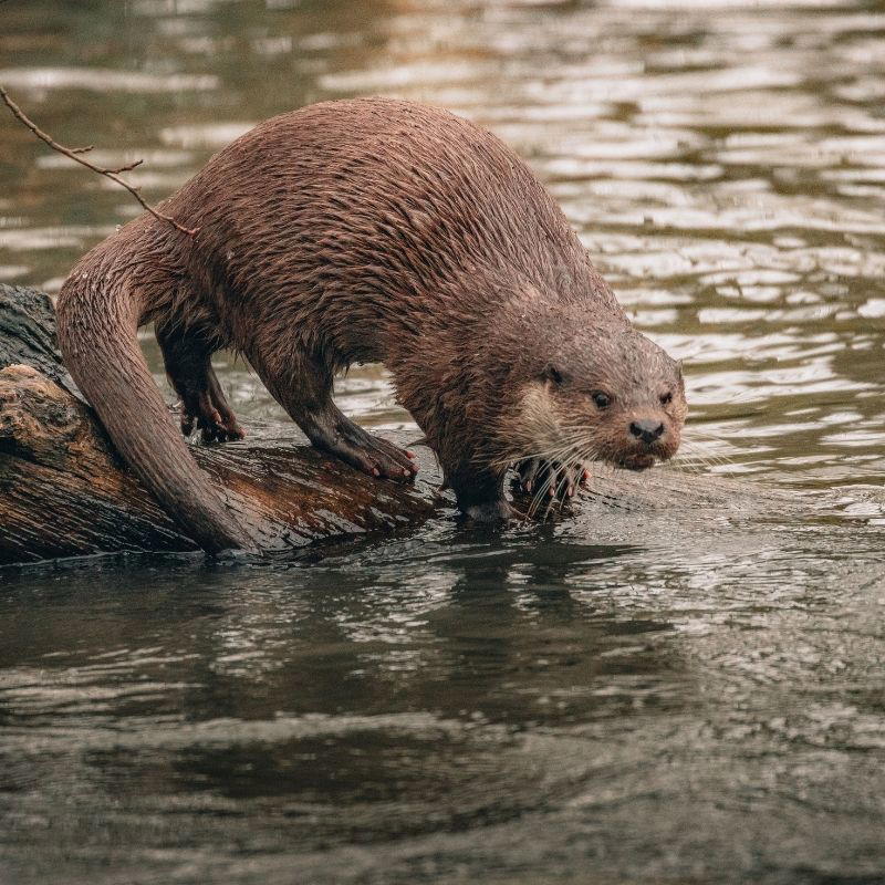 North American River Otter standing on a partially submerged log beside a river