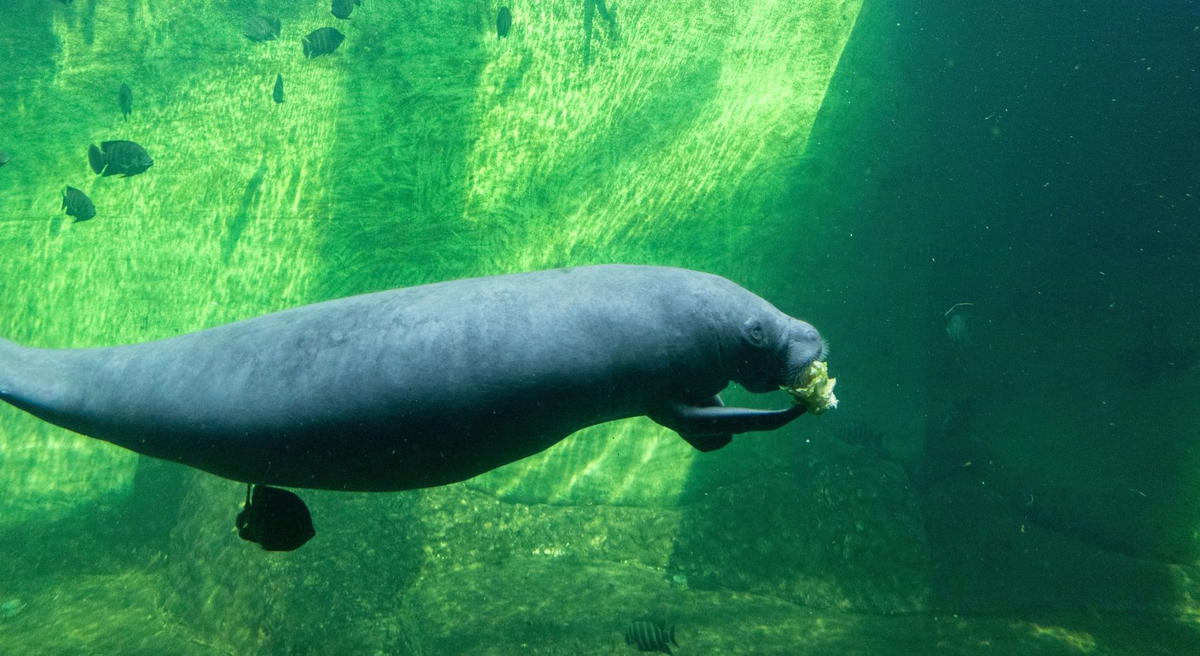 Florida manatee swimming underwater while feeding on aquatic vegetation