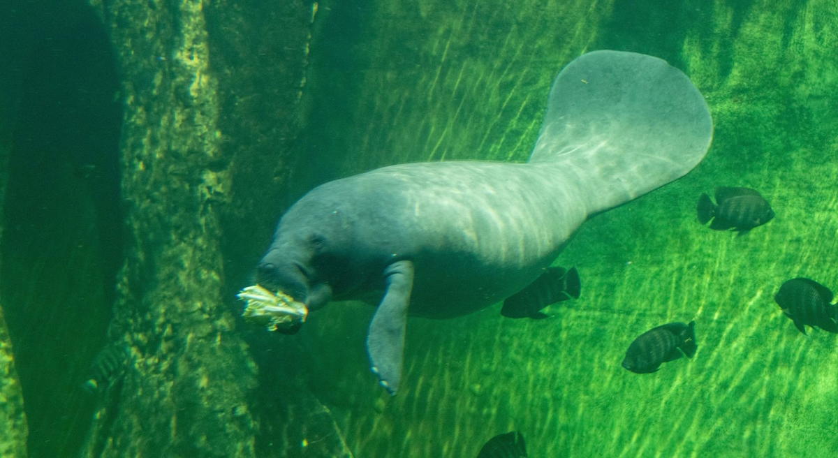 Florida manatee swimming underwater while feeding on aquatic vegetation